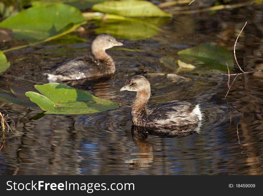 Pied-billed Grebe (Podilymbus Podiceps)