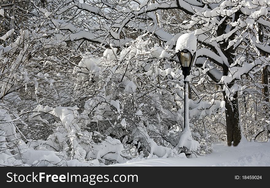 Street lamp covered with snow after snow storm in Central Park. Street lamp covered with snow after snow storm in Central Park