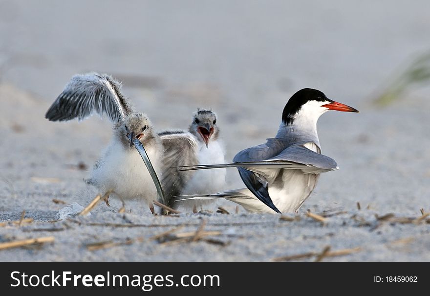 Common tern babies