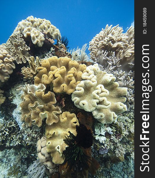 Coral Garden Indonesia