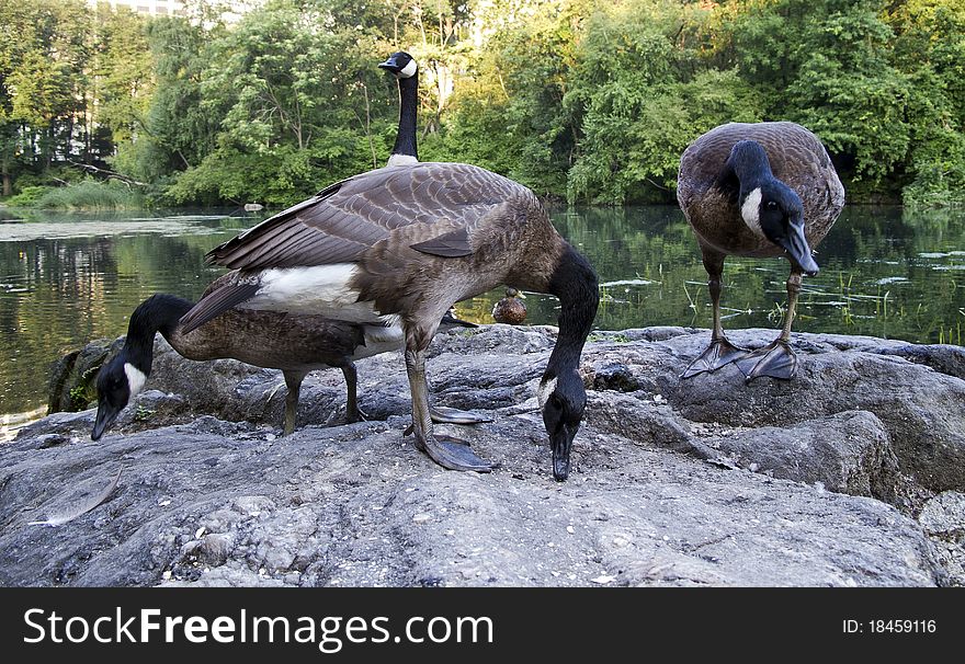 Canadian geese on rock in Central Park feeding