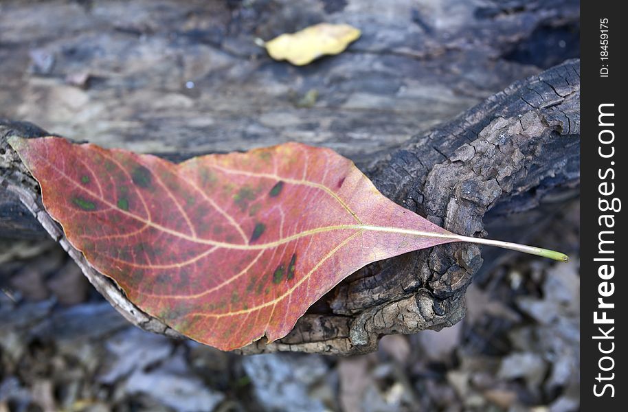 Autumn leaf on inside of log in Central Park. Autumn leaf on inside of log in Central Park