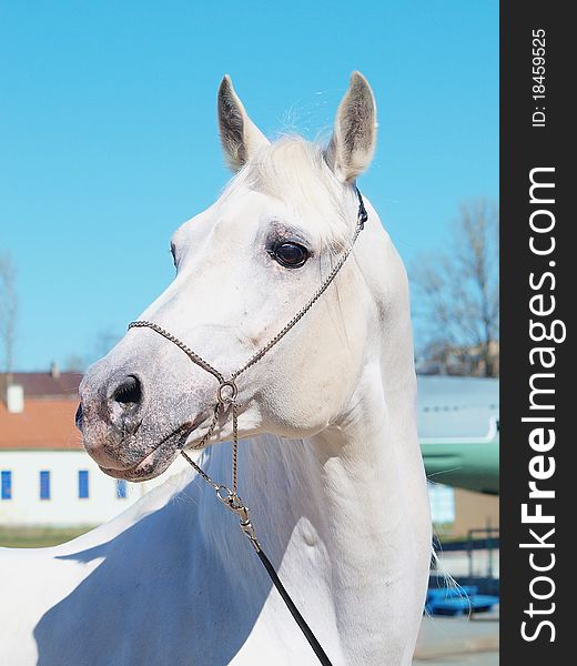 Portrait of the white arabian horse from exhibition