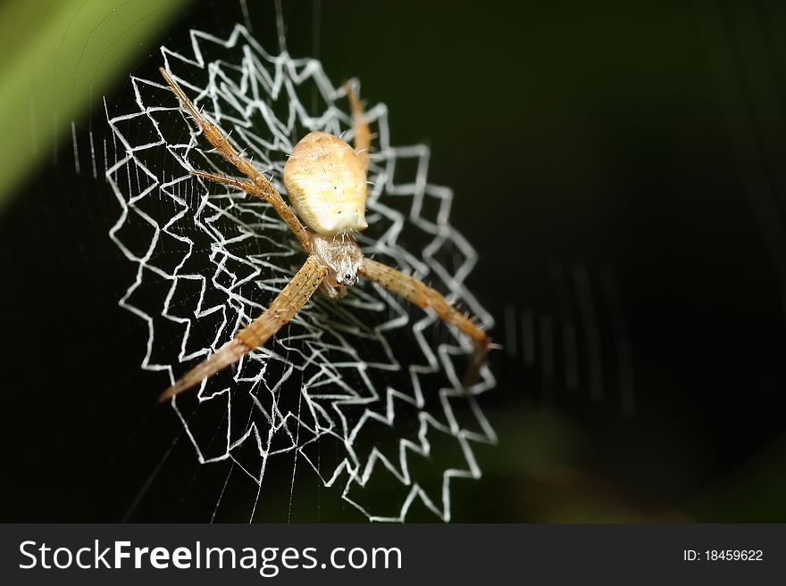 Tropica spider waiting at net. Tropica spider waiting at net