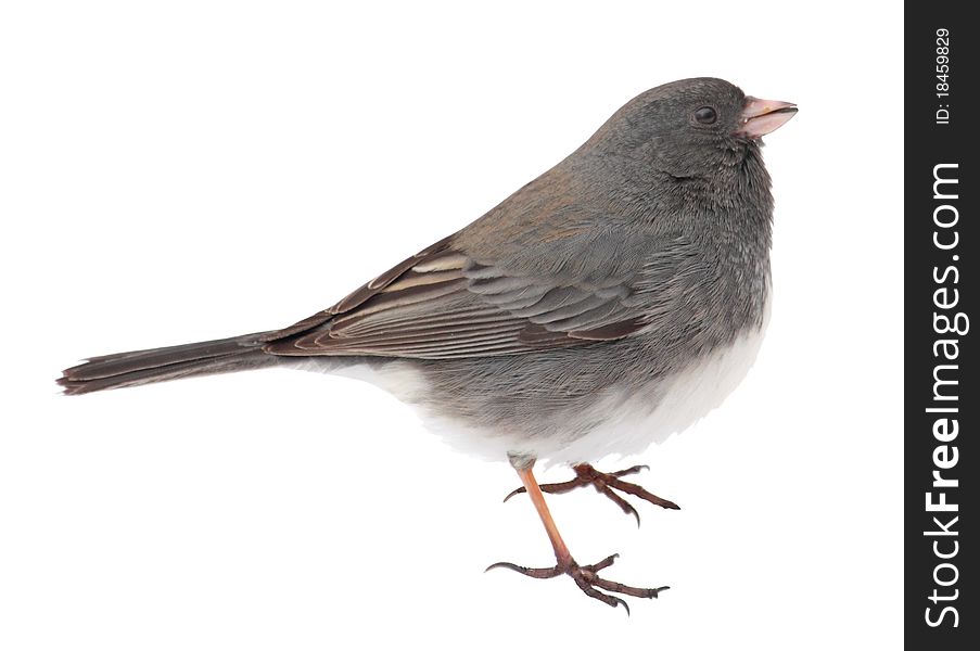 Dark-eyed Junco, Junco Hyemalis, Isolated