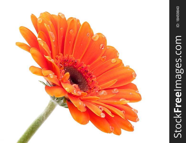 Beautiful Orange Gerbera  isolated with dewdrops. Beautiful Orange Gerbera  isolated with dewdrops