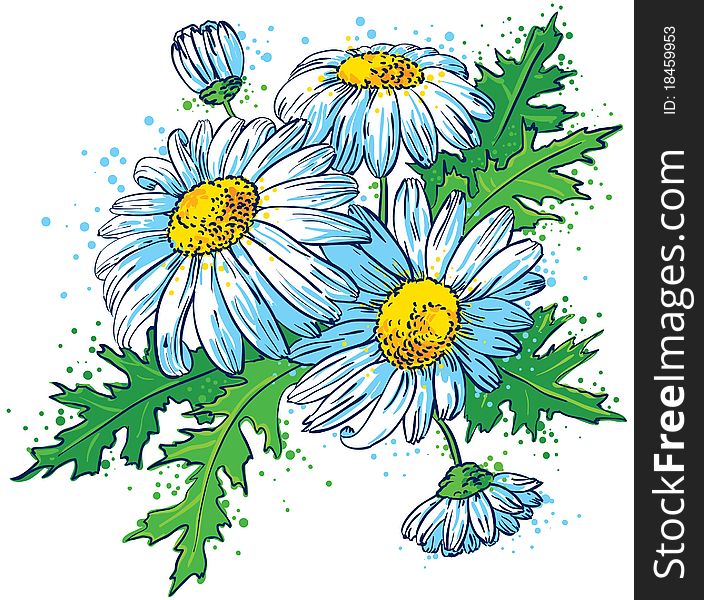 Bouquet of Daisies,  illustration