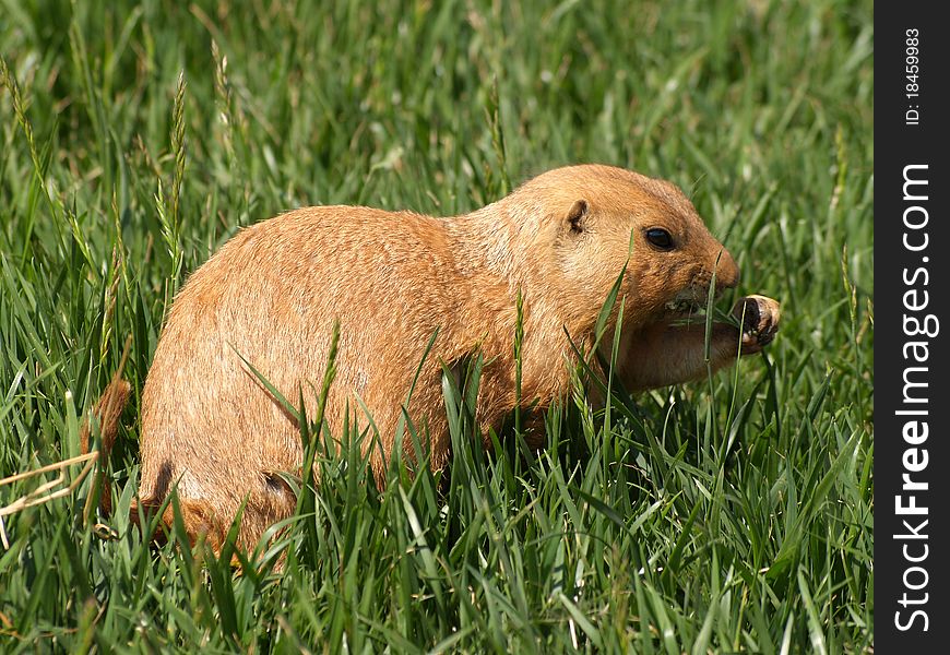 A little prairie dog eating grass