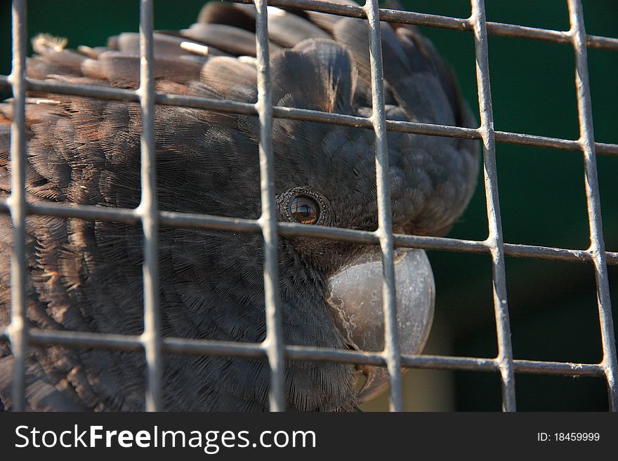 A captured cockatoo dreaming and making plans of escaping from his steel cage.