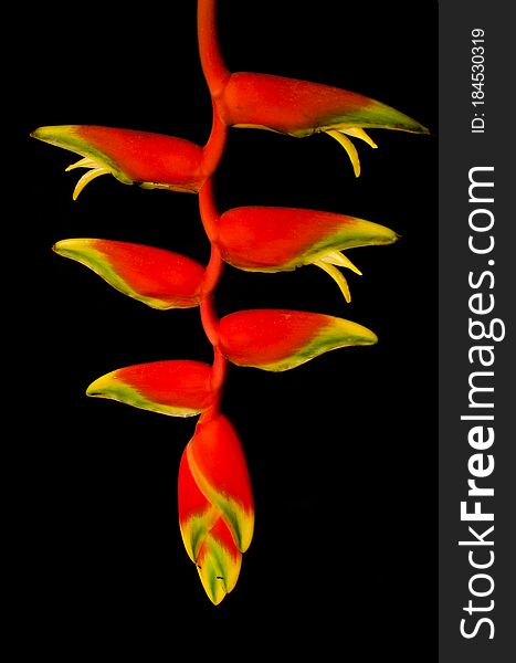 Clasic tropical flower of a lobster claw heliconia or parrot flower on black background