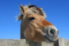 Norwegian Fjord Horse Royalty Free Stock Images Norwegian Fjord Horse Royalty Free Stock Images