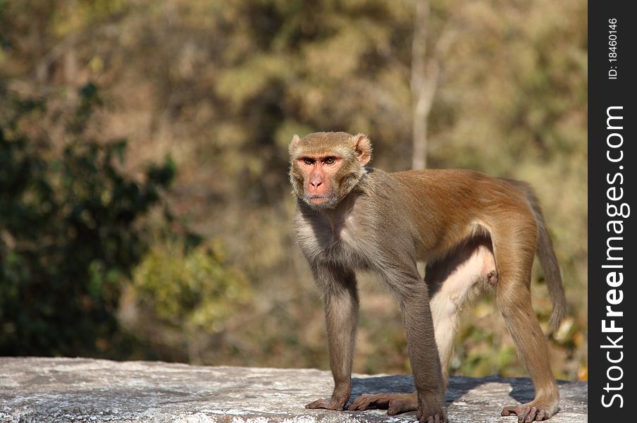 Crisp shot of an Indian Capuchin monkey in its natural environment.