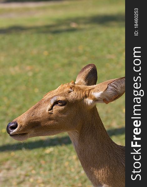 Young deer, wild animals of reproductive age.