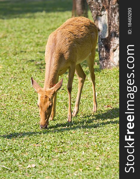 Young deer, wild animals of reproductive age.