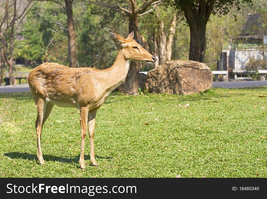 Young deer, wild animals of reproductive age.