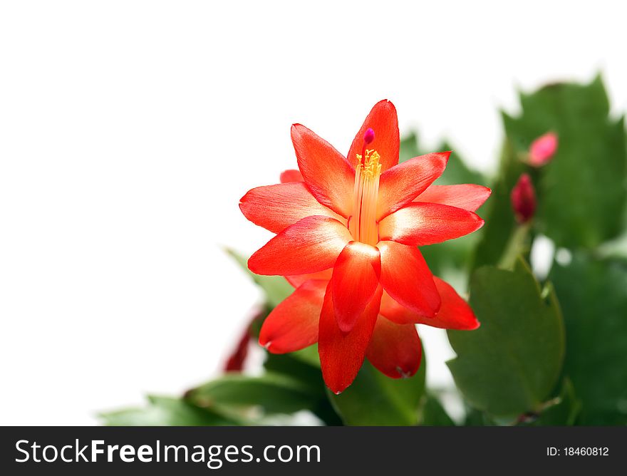 Closeup of nice red window flower with green leaves on white background