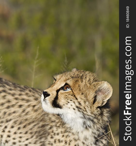 Curious cheetah cub looking up