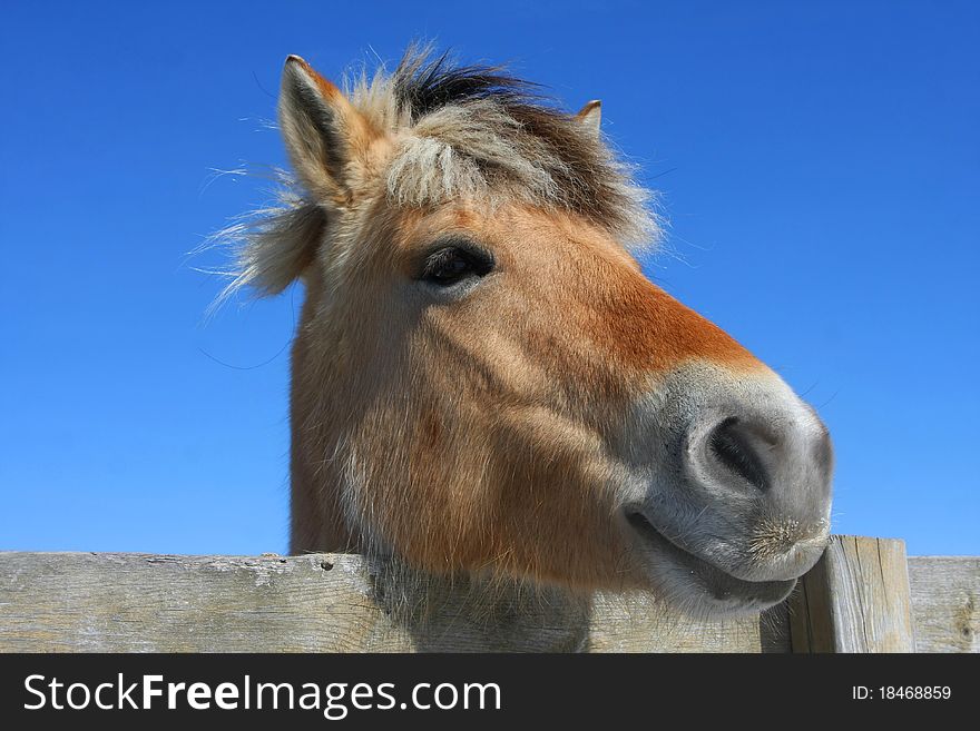 Norwegian fjord horse head shot over fence