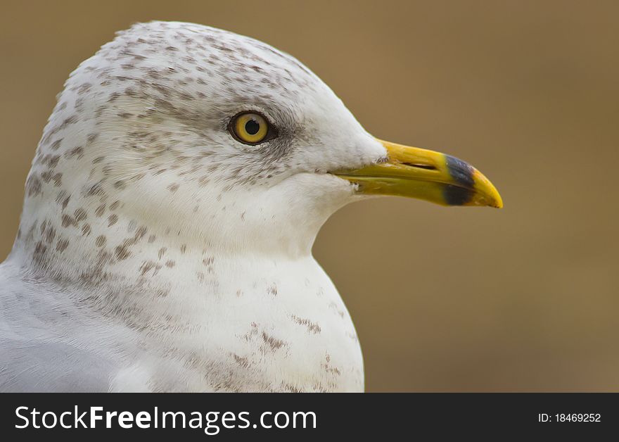 Profile head shot of juvenile seagull on plain background. Profile head shot of juvenile seagull on plain background