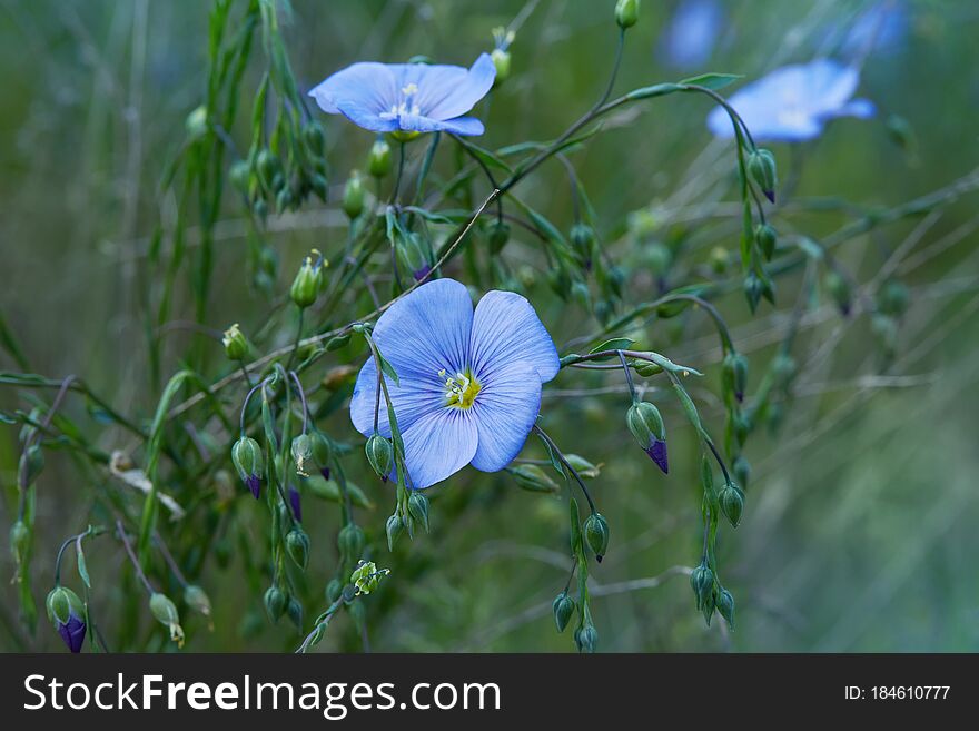 Beautiful Blue Flax Flowers Blossoming Outdoors. Selective Focus, Close Up.