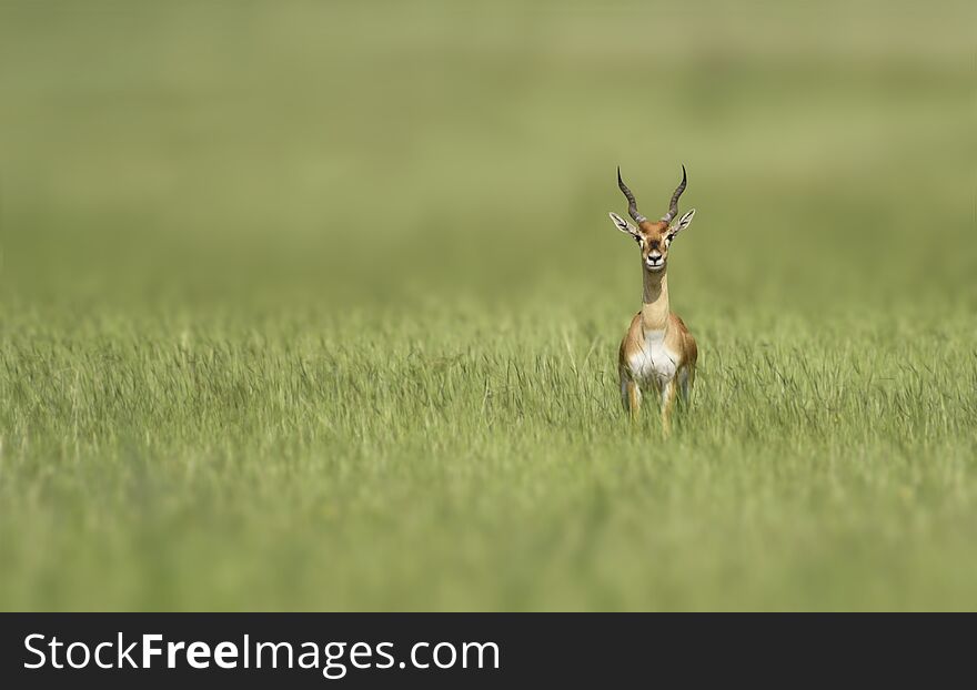 The blackbuck, also known as the Indian antelope, is an antelope found in India, Nepal, and Pakistan. The blackbuck is the sole extant member of the genus Antilope. The blackbuck, also known as the Indian antelope, is an antelope found in India, Nepal, and Pakistan. The blackbuck is the sole extant member of the genus Antilope