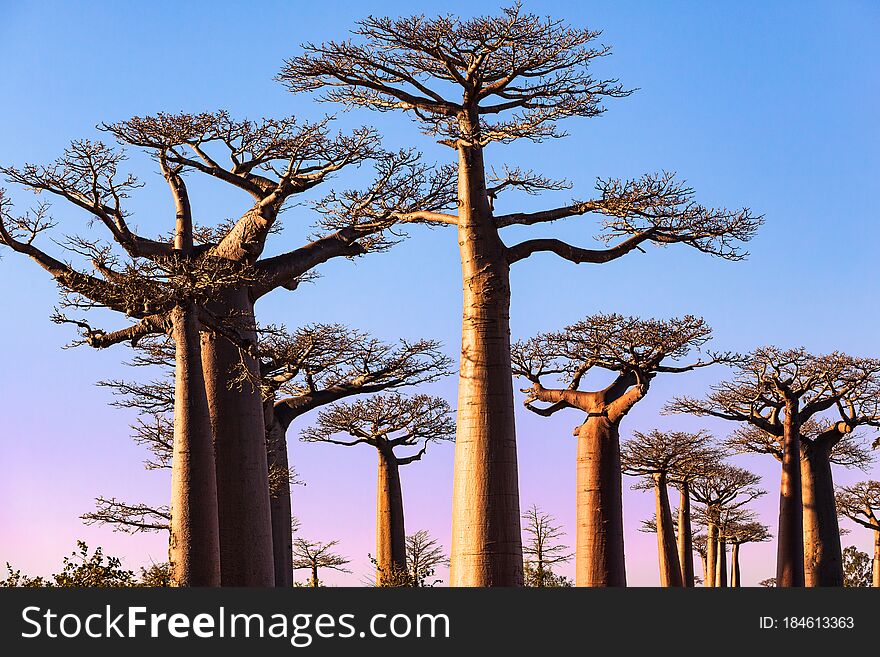 Colorful gradient sunset sky at Baobabs alley Morondava Madagascar tall trees. Colorful gradient sunset sky at Baobabs alley Morondava Madagascar tall trees