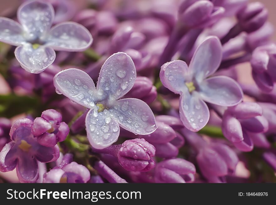 Lilac Buds Blooming Close Up With Drops