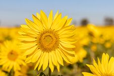 Field Of Sunflowers In The Summer Royalty Free Stock Images Field Of Sunflowers In The Summer Royalty Free Stock Images