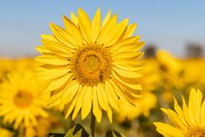 Field Of Sunflowers In The Summer Stock Images Field Of Sunflowers In The Summer Stock Images