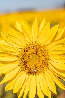 Field Of Sunflowers In The Summer Royalty Free Stock Photo Field Of Sunflowers In The Summer Royalty Free Stock Photo