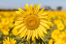 Field Of Sunflowers In The Summer Stock Image Field Of Sunflowers In The Summer Stock Image