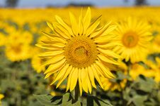 Field Of Sunflowers In The Summer Stock Image Field Of Sunflowers In The Summer Stock Image