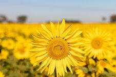 Field Of Sunflowers In The Summer Royalty Free Stock Photo Field Of Sunflowers In The Summer Royalty Free Stock Photo