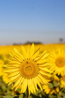 Field Of Sunflowers In The Summer Stock Images Field Of Sunflowers In The Summer Stock Images