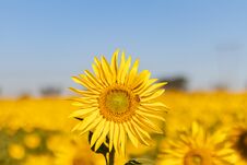 Field Of Sunflowers In The Summer Stock Photography Field Of Sunflowers In The Summer Stock Photography