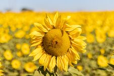 Field Of Sunflowers In The Summer Royalty Free Stock Photography Field Of Sunflowers In The Summer Royalty Free Stock Photography