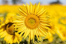 Field Of Sunflowers In The Summer Stock Images Field Of Sunflowers In The Summer Stock Images