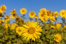 Field Of Sunflowers In The Summer Stock Photos Field Of Sunflowers In The Summer Stock Photos
