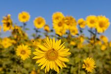 Field Of Sunflowers In The Summer Stock Image Field Of Sunflowers In The Summer Stock Image