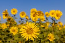 Field Of Sunflowers In The Summer Royalty Free Stock Photos Field Of Sunflowers In The Summer Royalty Free Stock Photos