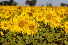 Field Of Sunflowers In The Summer Royalty Free Stock Image Field Of Sunflowers In The Summer Royalty Free Stock Image