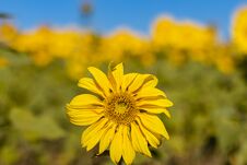 Field Of Sunflowers In The Summer Stock Photography Field Of Sunflowers In The Summer Stock Photography