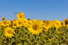 Field Of Sunflowers In The Summer Stock Images Field Of Sunflowers In The Summer Stock Images