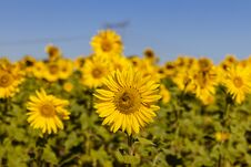 Field Of Sunflowers In The Summer Royalty Free Stock Photos
