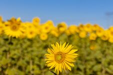 Field Of Sunflowers In The Summer Stock Image