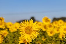 Field Of Sunflowers In The Summer Royalty Free Stock Photo