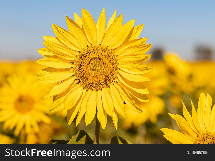 Field Of Sunflowers In The Summer