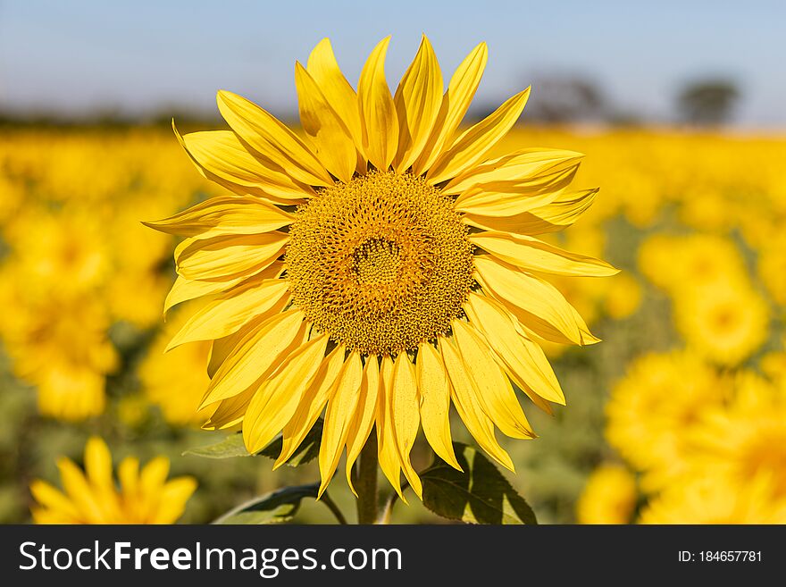 Field of sunflowers in the summer flower yellow plant  color