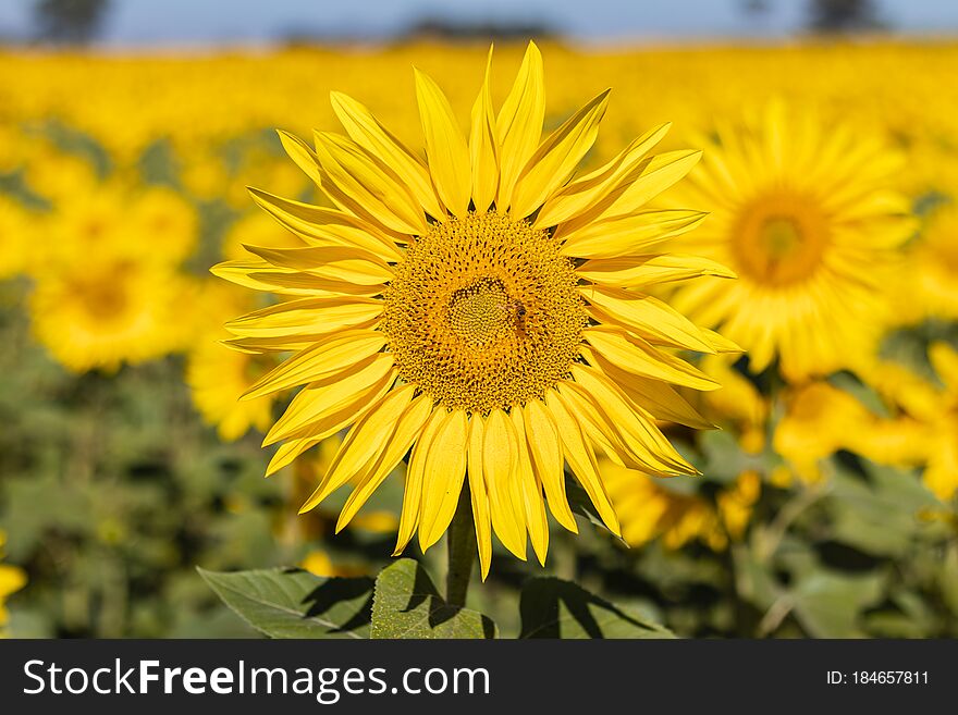 Field Of Sunflowers In The Summer