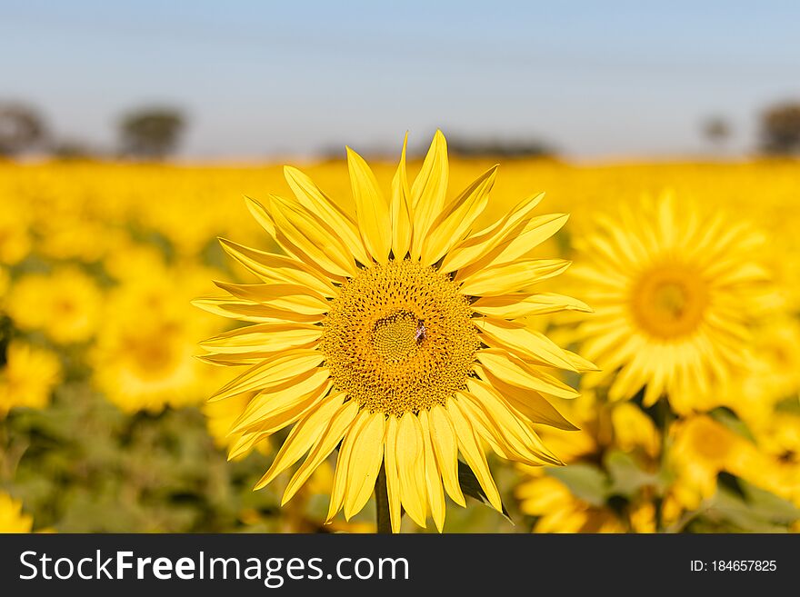 Field Of Sunflowers In The Summer